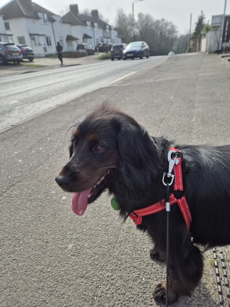 A happy black cocker spaniel in a red harness outdoors with its tongue out