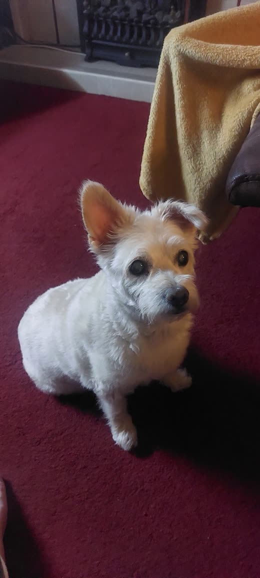 A small white and tan terrier freshly groomed, looking up at the camera