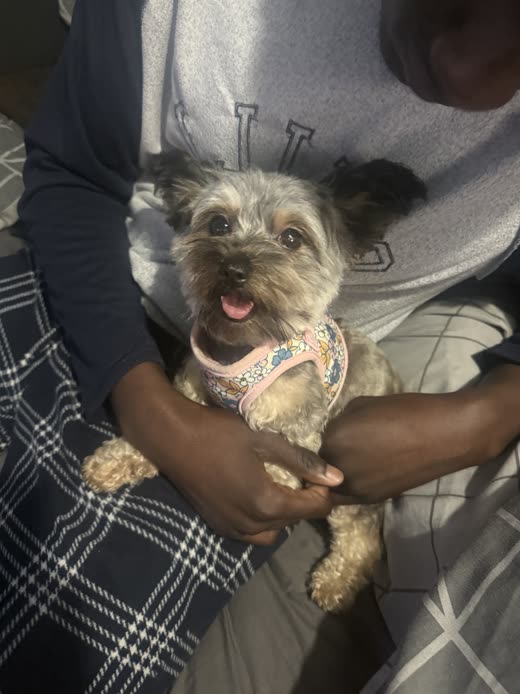 A groomer's hands holding a freshly trimmed Yorkshire terrier in a pink harness